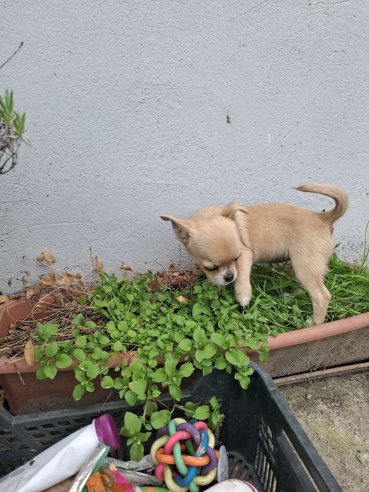 Chiuhuahua sunia