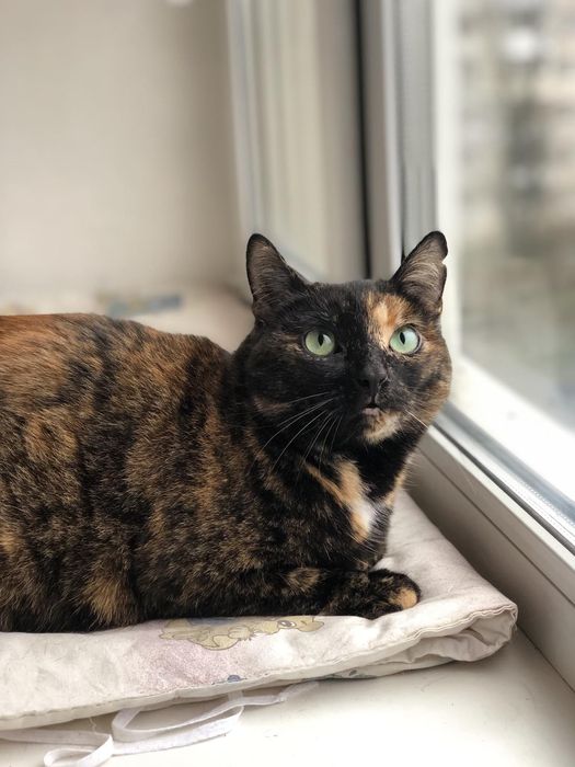 Симпатична стерилізована киця шукає дім! Їй 2,5 роки