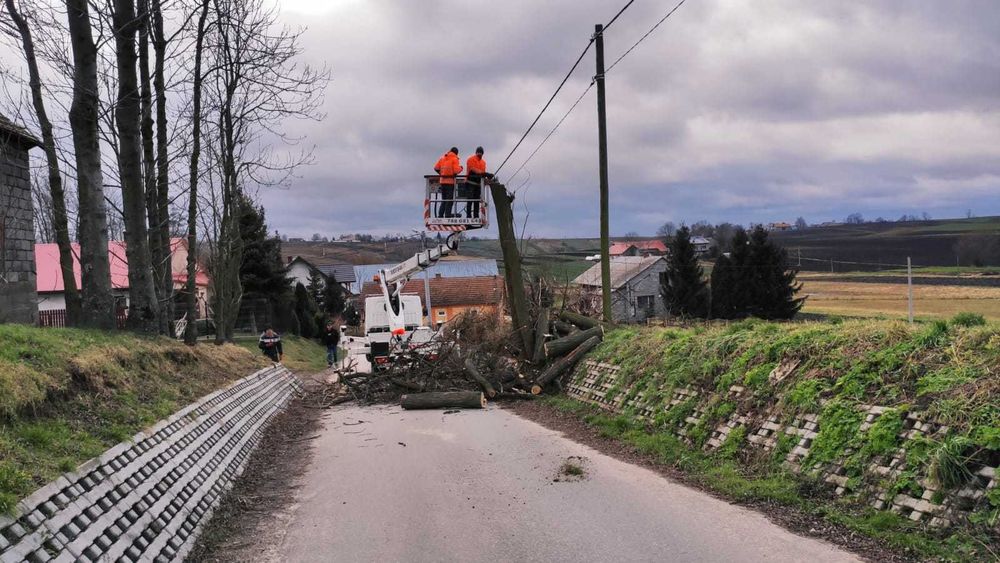 Wycinka Drzew, Pielęgnacja drzew, Frezowanie Pni, Usługi rębakiem