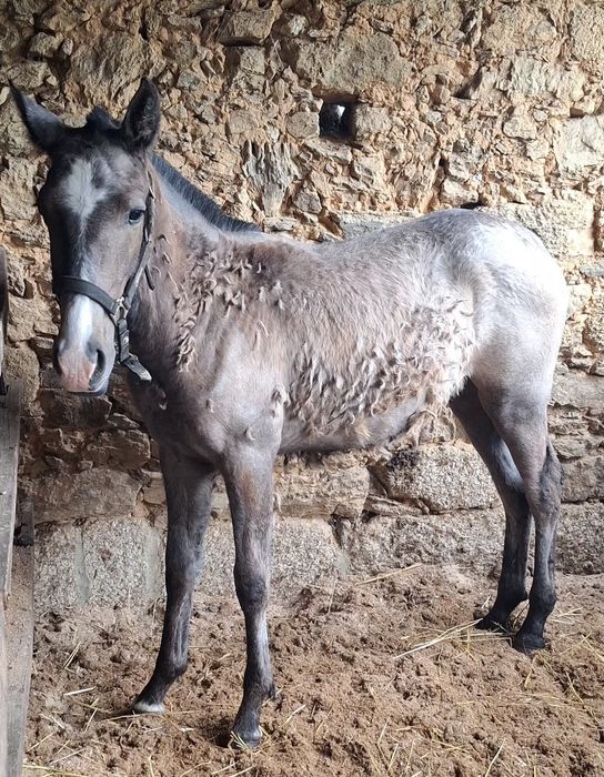 Poldra PSL com 9meses