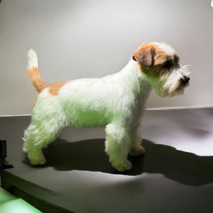 Macho Jack Russell Terrier  pelo cerdoso