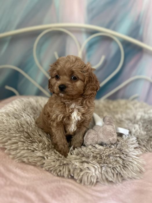 Cudowny piesek Cavapoo