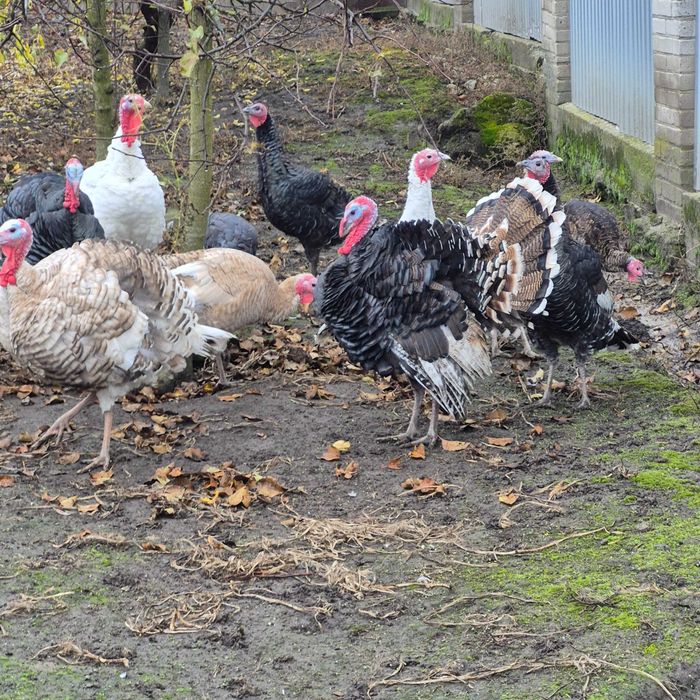 Sprzedam indyki kolorowe