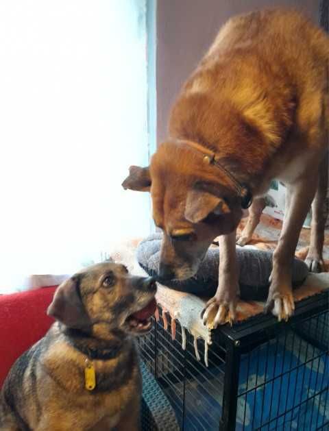 Zojka kochająca młoda suczka szczepienia, sterylizacja  ADOPCJA