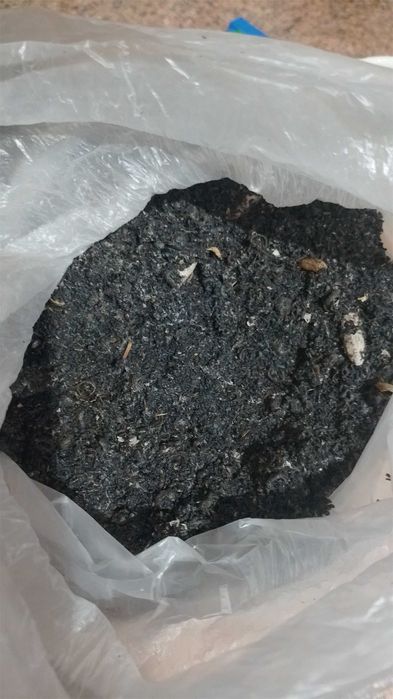 Пжвм воскова моль