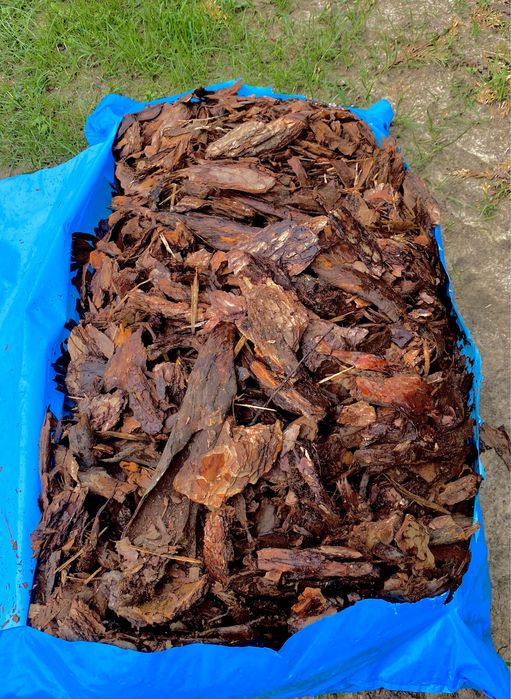 Gęsta TUJA SZMARAGD 100-110cm Producent*Dostawa*Sadzenie 120/130