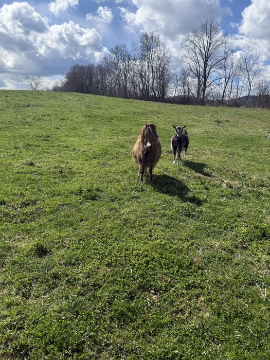 Продам кози молоді