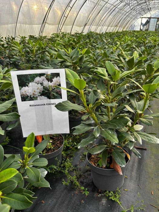Rrododendron/Różanecznik Rasputin, Roseum, Eskimo, Percy