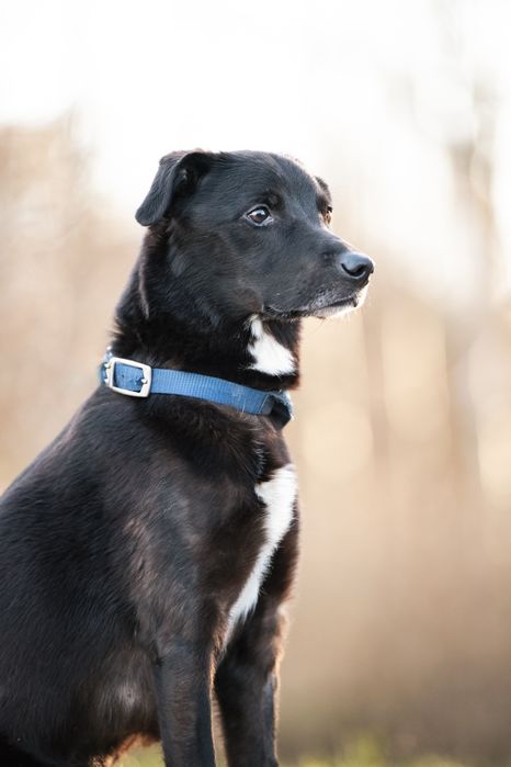 Smutny Piesek Lesio do adopcji!