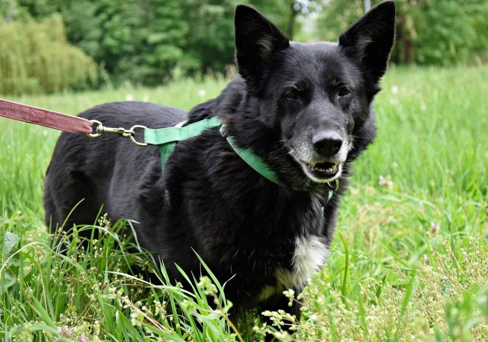 Saba, suczka szuka człowieka