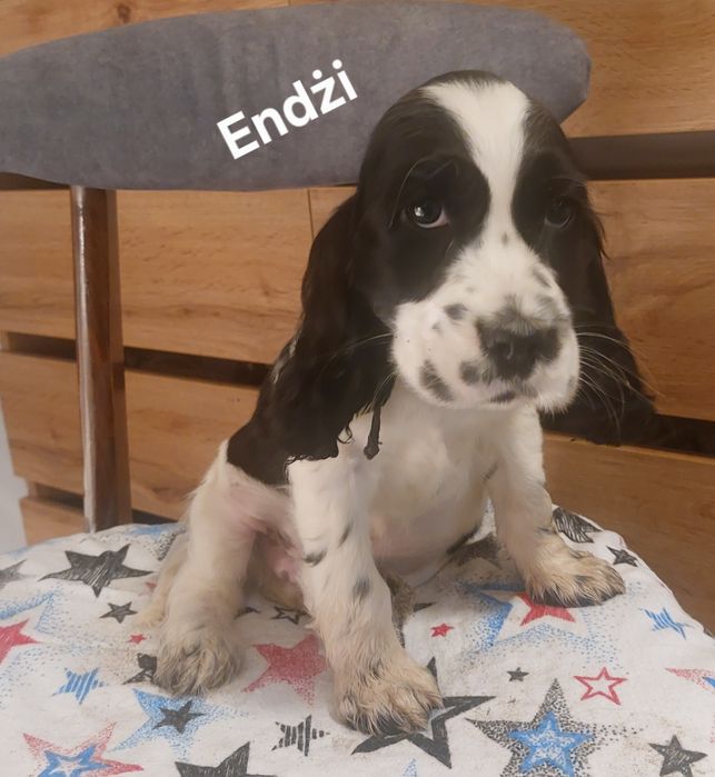 Cocker Spaniel Angielski  piesek