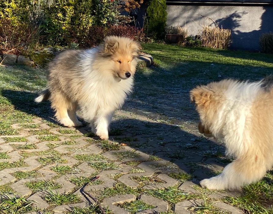 Owczarek szkocki długowłosy ZKwP/ FCI