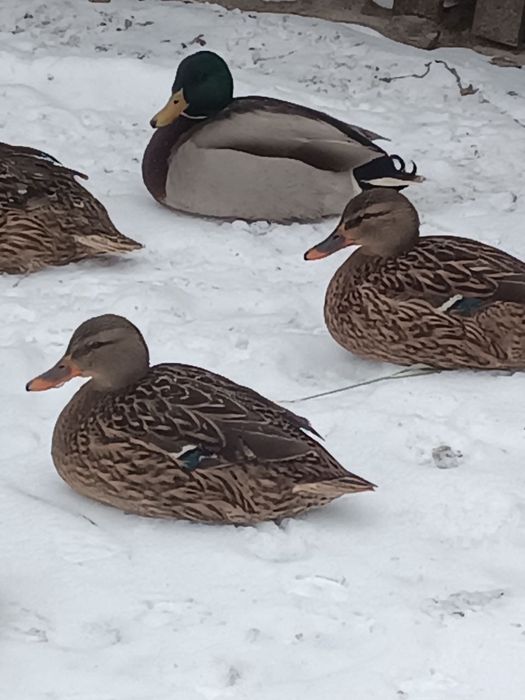 Продам гарних качок