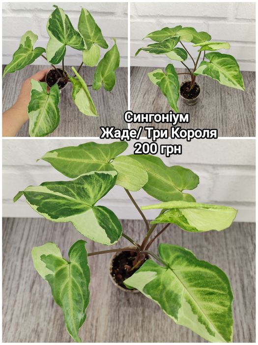 Сингоніум Жаде, Екліпс, Полуничний Лід, Мотленд, Єлов, Вендланда, Мілк