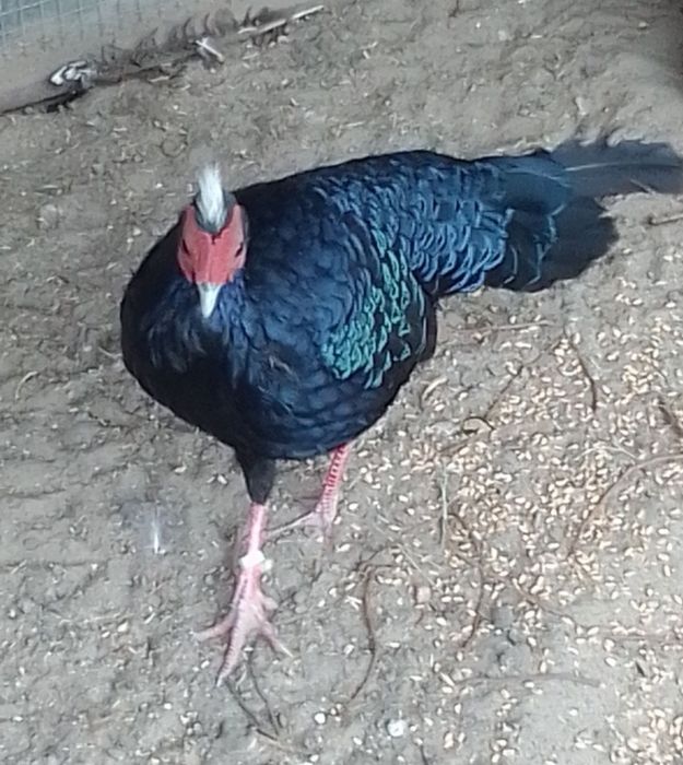 Sprzedam bażanty nepalskie inne