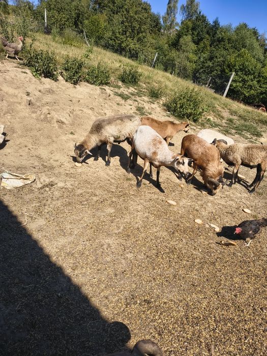 Barany młode 350 zł