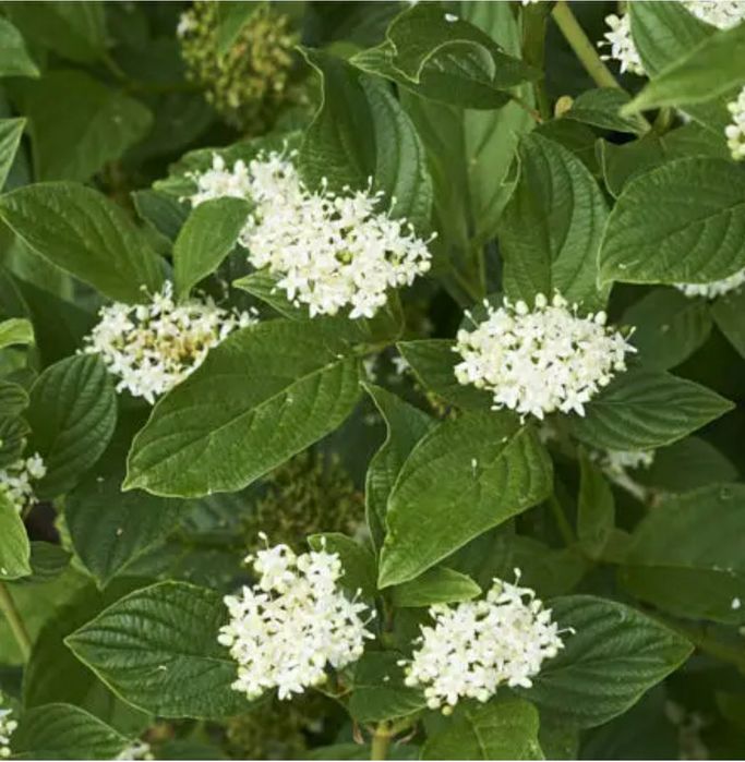 Дерен Флавірамеа