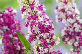 Budleja Dawida Berries & Cream Motyli Krzew cena 35 zł