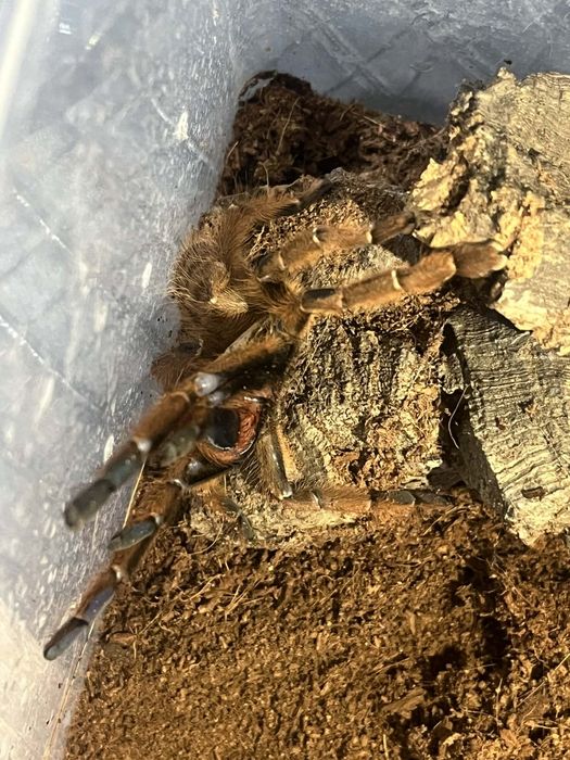 Pająki na sprzedaż