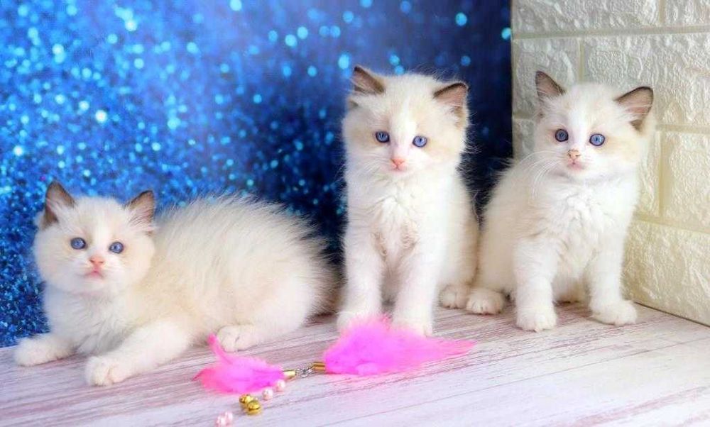 Охайні, дуже красиві кошеня рідкосної породи-регдолл) Очі блакитні.