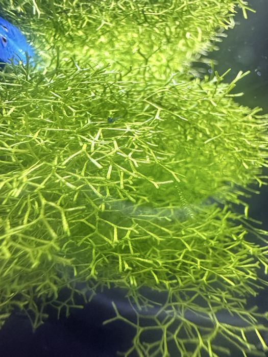 Doses de musgo Riccia