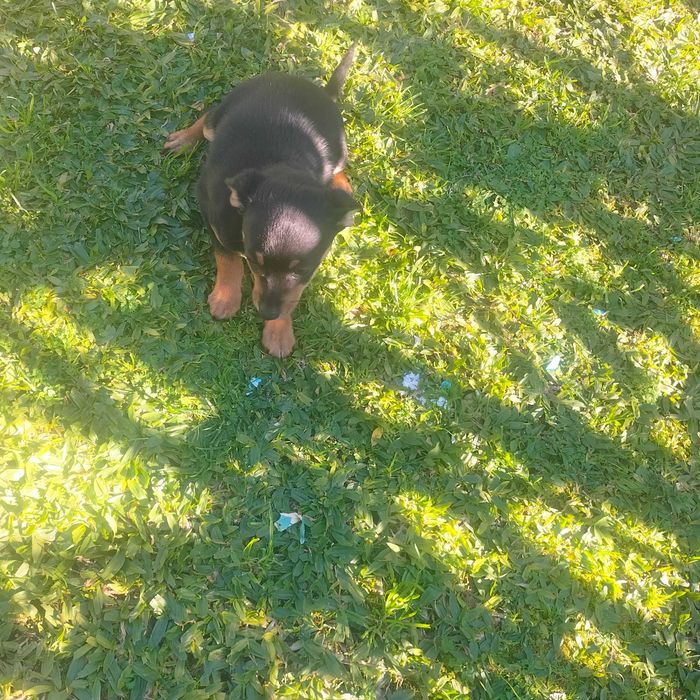 Pinscher macho 3 meses