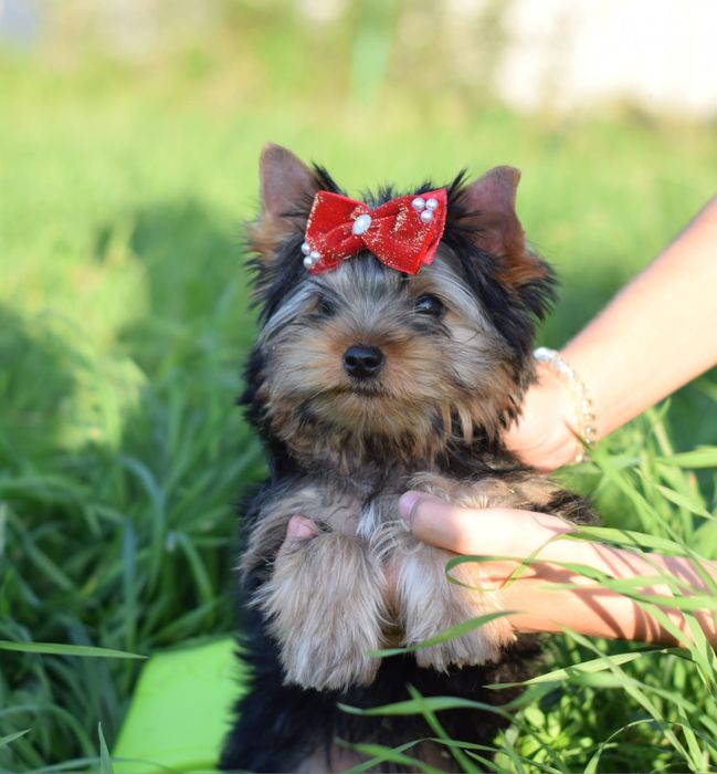 Дівчинка лапуля Йорк