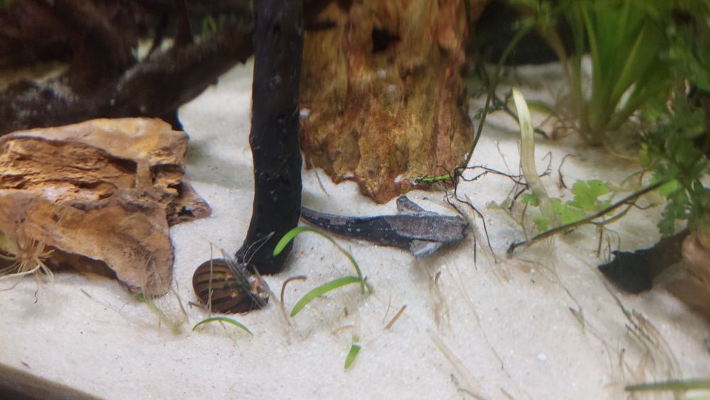 Peixe Banjo Catfish