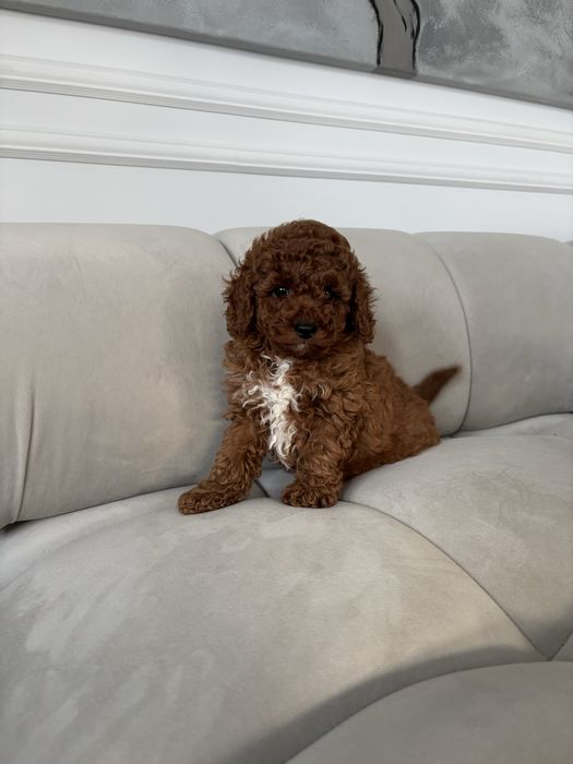 Pudel Toy Mini piesek z rodowodem