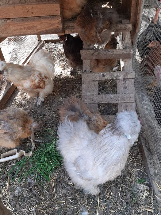 Яйце китайські шовкові