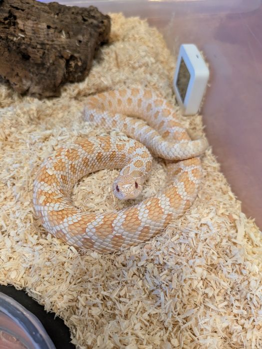 Heterodon, samiec CB23: albino conda