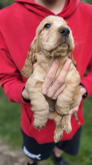 Cocker Spaniel Angielski- cudowny piesek złoty - Biszkoptowy  Rodowód