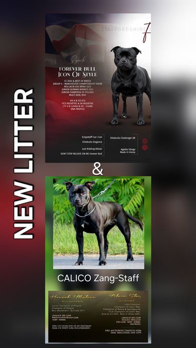 Staffordshire Bull Terrier - Suczka  FCI