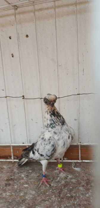 Gołebie ozdobne szek polski staluchy masciuchy