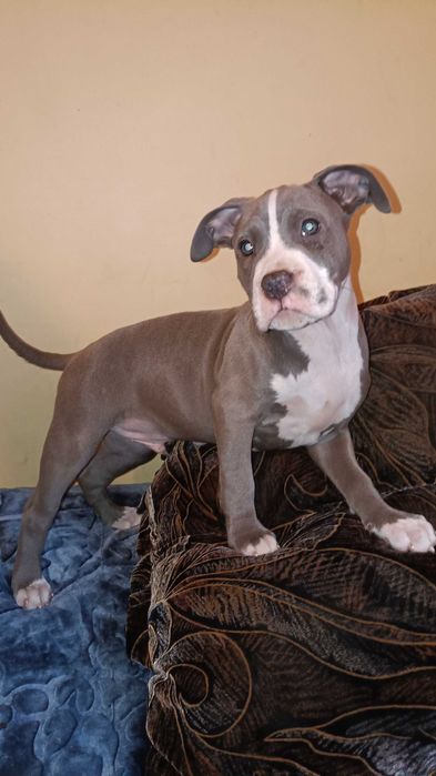 Amstaff błękitny samiec blue