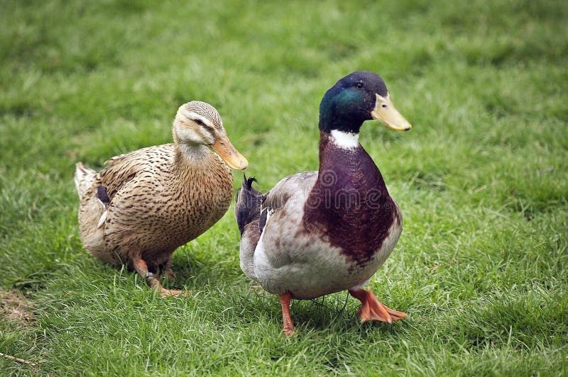 Patos Rouen - puros