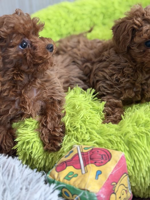 Pudel Toy Red Braun – śliczny piesek