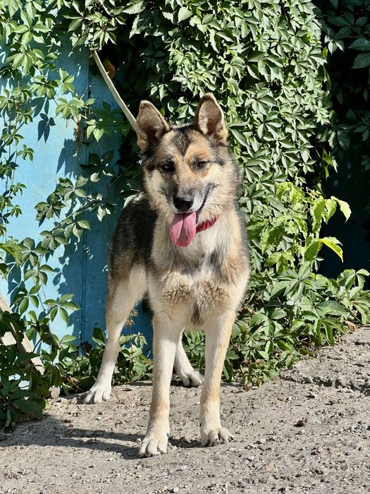 Лали ищет семью