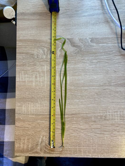 Nurzaniec sadzonki minimum 30-40cm