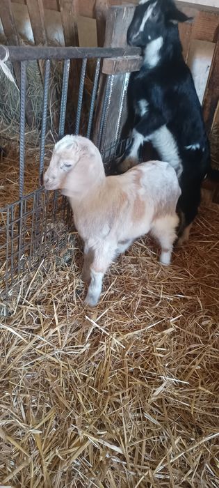 Kózki koziołki młode