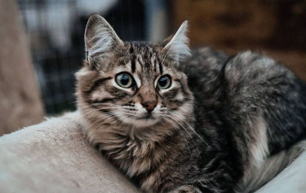 Отдам даром в добрые руки котиков и кошечек