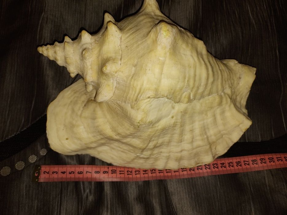 Огромная раковина  из моря