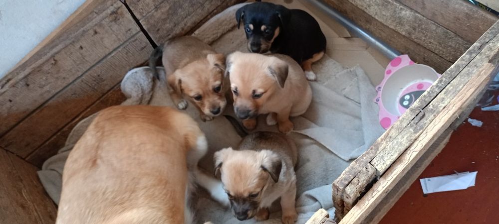 Цуценята віддам в добрі руки