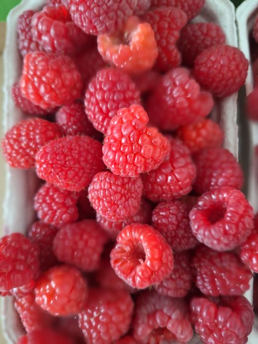 Duże Maliny 10x500g
