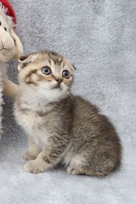 Шотландські кошенята ,золота шиншилка/голуба