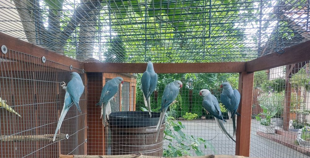 Aleksandretty młode