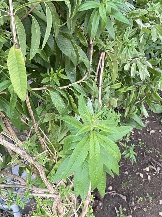 Cha de Lucia lima /Limonete