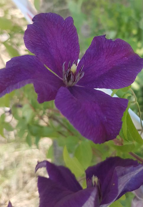 Trepadeira Clematis roxa