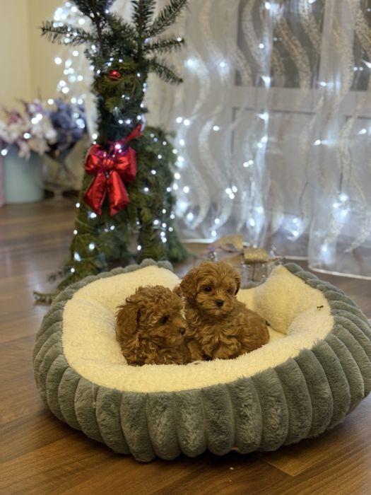 Новорічний подарунок мальтіпу