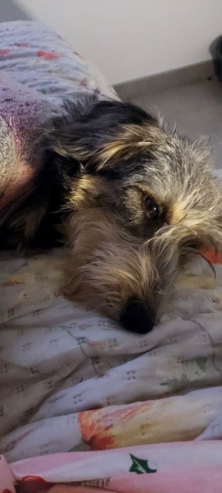 Cadela 8 meses (leia anuncio)